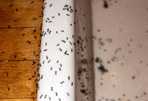 Best Insect Control  in Orange, OH